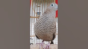 Perkutut Lokal GACOR Suara Kung Besar Pancingan Burung Perkutut Agar Cepat Bunyi #shorts