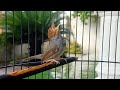 Suara Prenjak Kepala Merah Gacor Masteran Pikat Burung Cinenen Klawu Paling Ampuh Auto Nyaut Mp3 - Mp4 Download