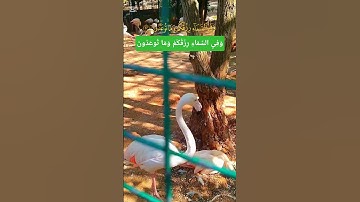 وَفِي السَّمَاءِ رِزْقُكُمْ وَمَا تُوعَدُونَ#سورة_الذاريات#ياسر_الدوسري#ابو_سعد#لقالق#قران_كريم