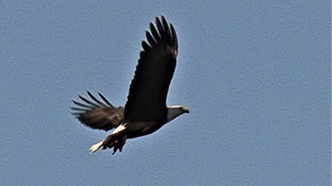 Eagle