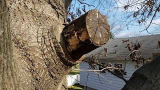 Two stage pruning is best for the tree
