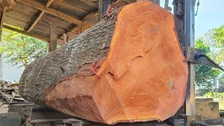The process of sawing a giant redwood is full of beauty. 