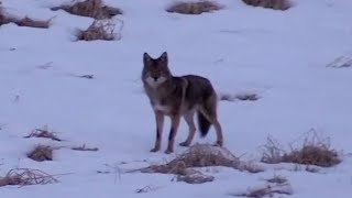 Coyote Hunting Triple - Lone Survivor