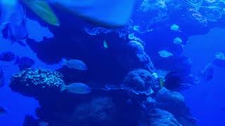 View Into The Aquarium 10 - Free (for commercial use) Footage - 4K