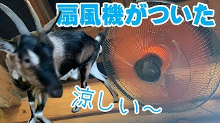 壁掛け大型扇風機を取付け　ヤギの快適生活　手作りヤギ牧場　RETZLINK　PL45-PWN