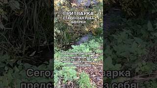 Река Притварка: старая водная артерия Боярки и окрестностей #река #интересное #природа #кажан