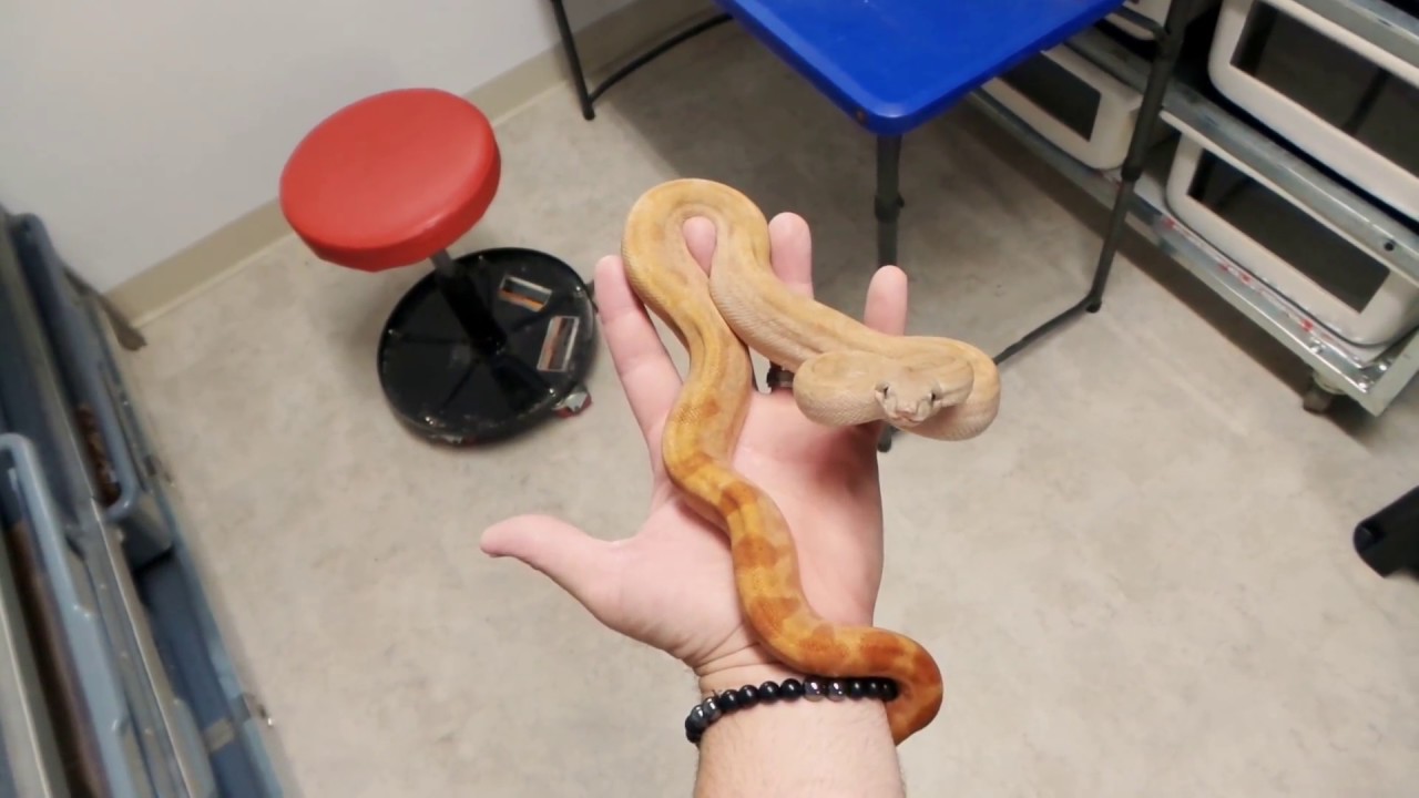 Platinum sunglow motley