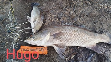 Câu cá Chẻm ngày Đầu Nước/ Câu Đùng Mỹ Xuân Tân Thành BRVT/ Câu cá thiên nhiên