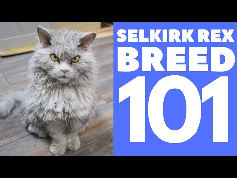 Βίντεο: Selkirk Rex Cat Breed Υποαλλεργικό, Υγεία και Διάρκεια Ζωής