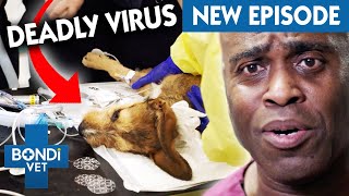 Deadly Virus Causes Puppy 2 Cardiac Arrests  | Coast to Coast S6 E6 | Bondi Vet Full Episodes