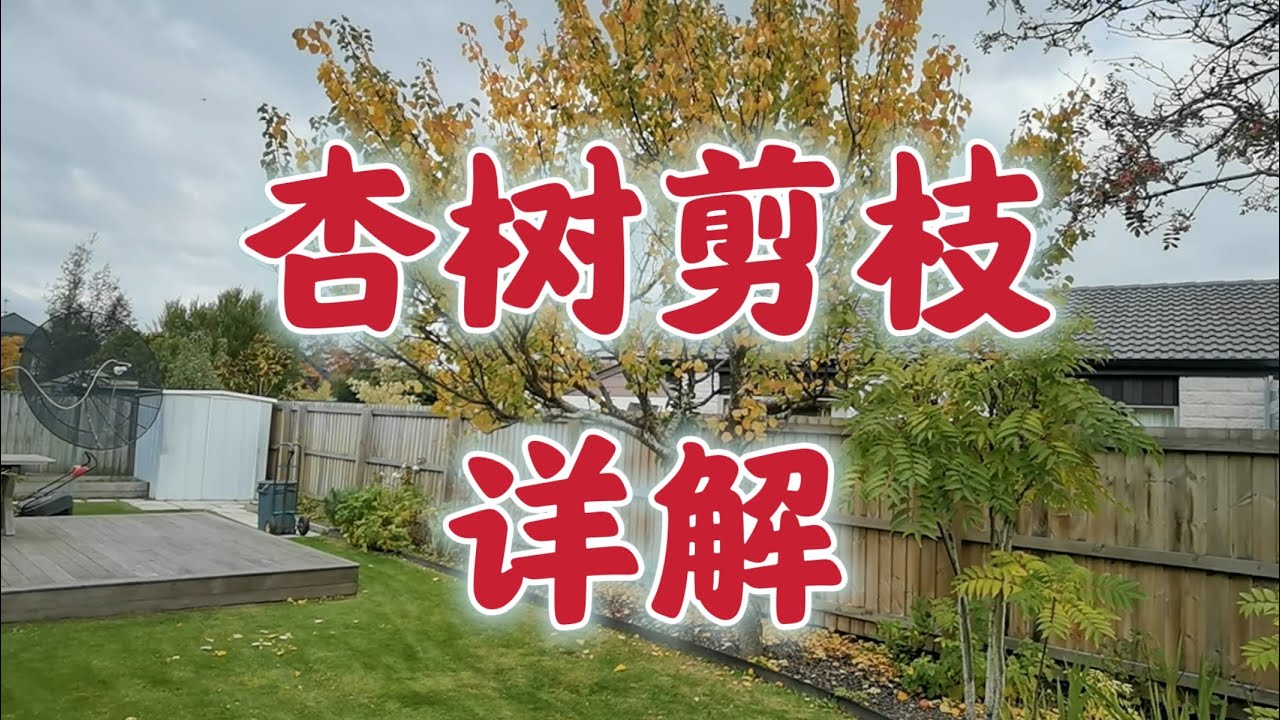 ✅详解杏树（或李子）冬季修剪，讲解每一步修剪，果树重剪