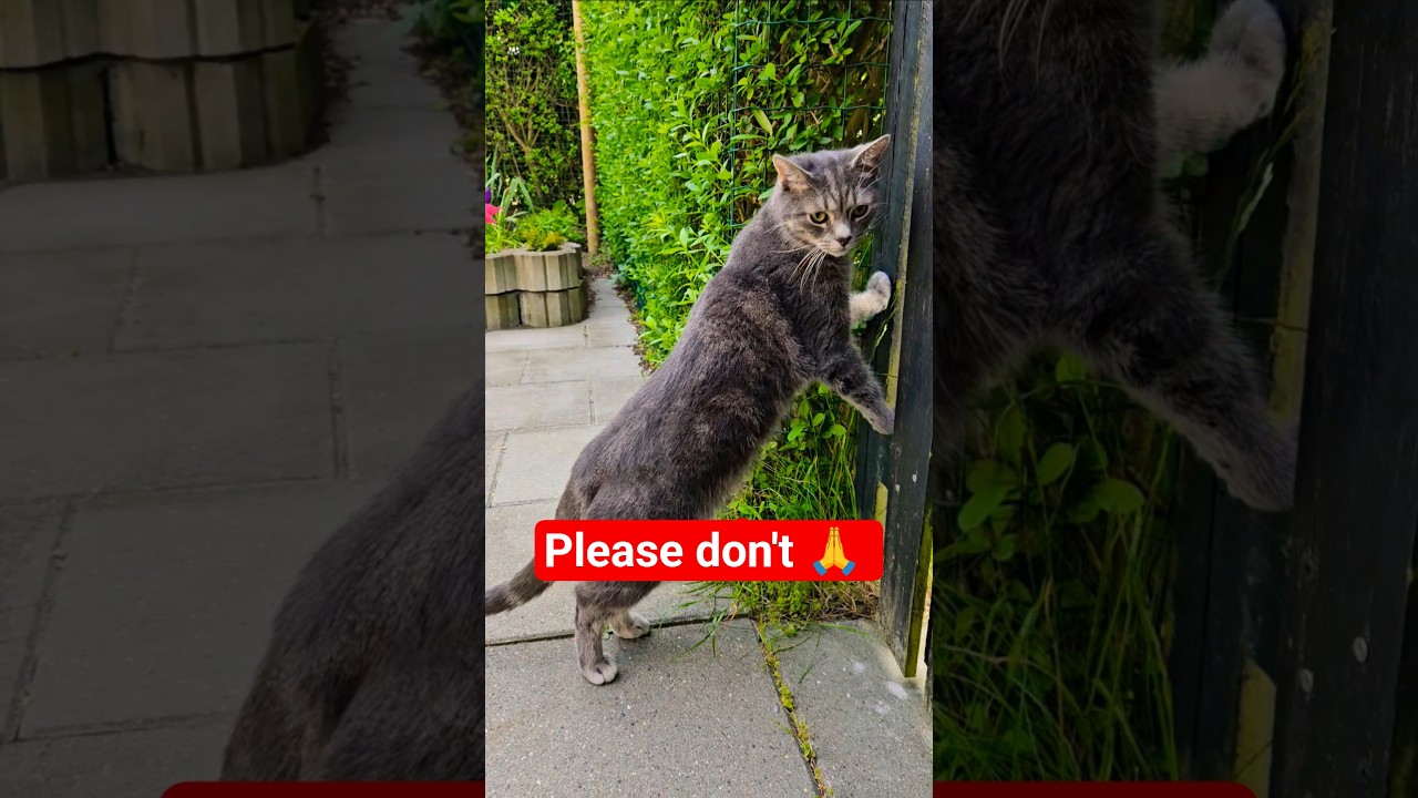 Please don't leave 🙏😻😻 #cat #sad #love #dontleaveme #cute #kitty #cutecat