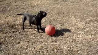 Blue Staffy Trying To Defeat Unbreakable Ball