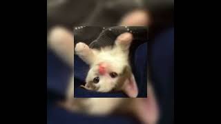 картинка: Маша и Медведи-Любочка(speed up)