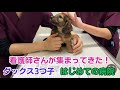 【ダックス子犬】初めての病院！スタッフさんがいっぱい集まってきました！three dachshund puppies came to see a cute dog