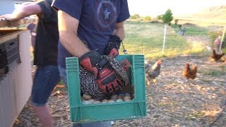 Risky Business:  Moving A Broody Hen!