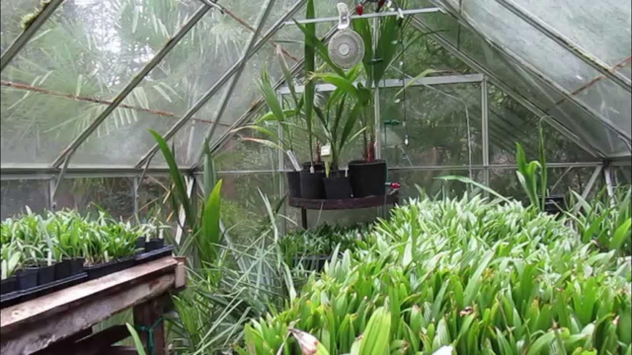 How To Palm Seed Germination Using the Baggy Method YouTube