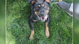 2 The Rescue: Meet Reba