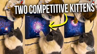 Two Competitive Kittens Takes a Game Seriously as They Try to Catch a Mouse