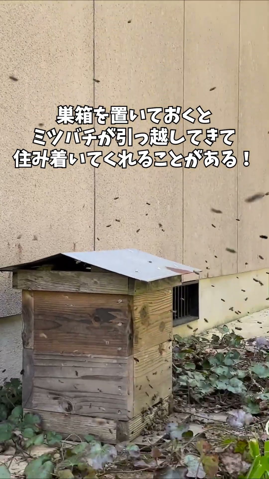 Amazon.co.jp: ミツバチ巣箱 養蜂箱 蜜蜂 蜂ハイブ ミツバチ