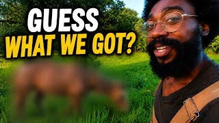 We Added a New Animal to Our Off-Grid Homestead