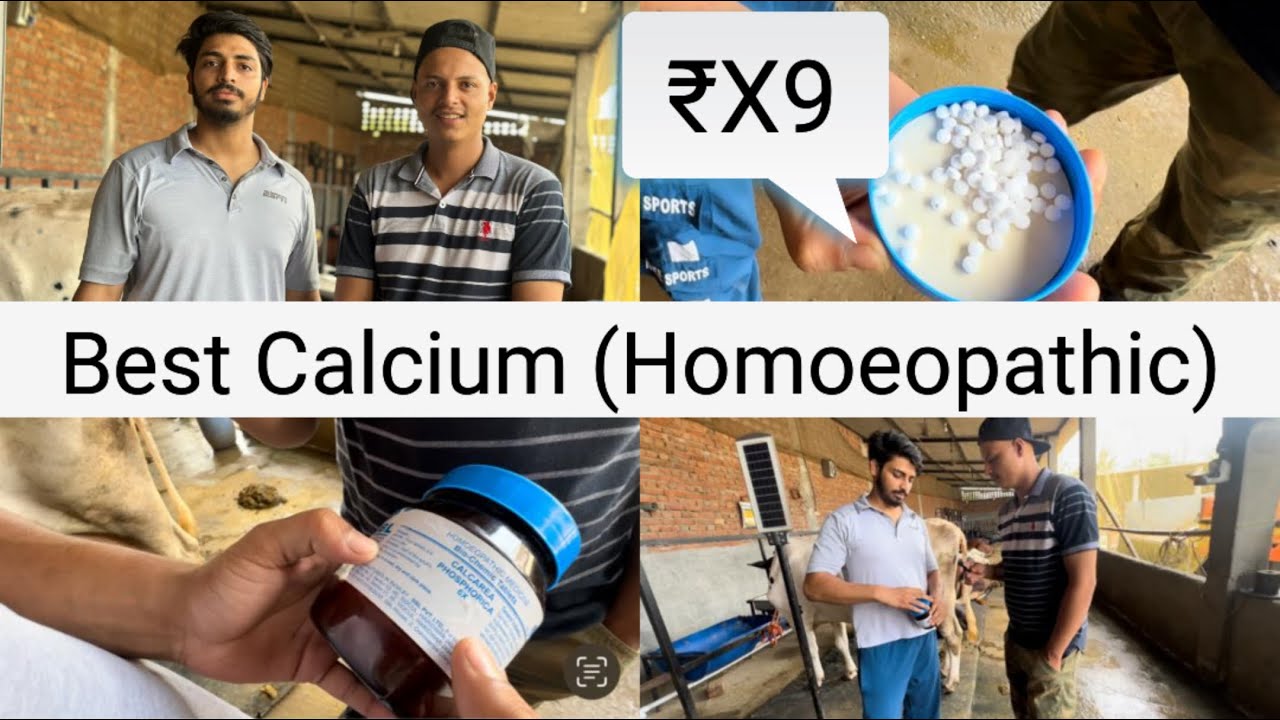 Best calcium for cow || Homoeopathic