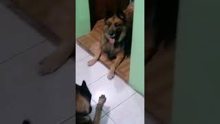 Coco&Luna belgian tervuren vs Malinois. fight mode play.