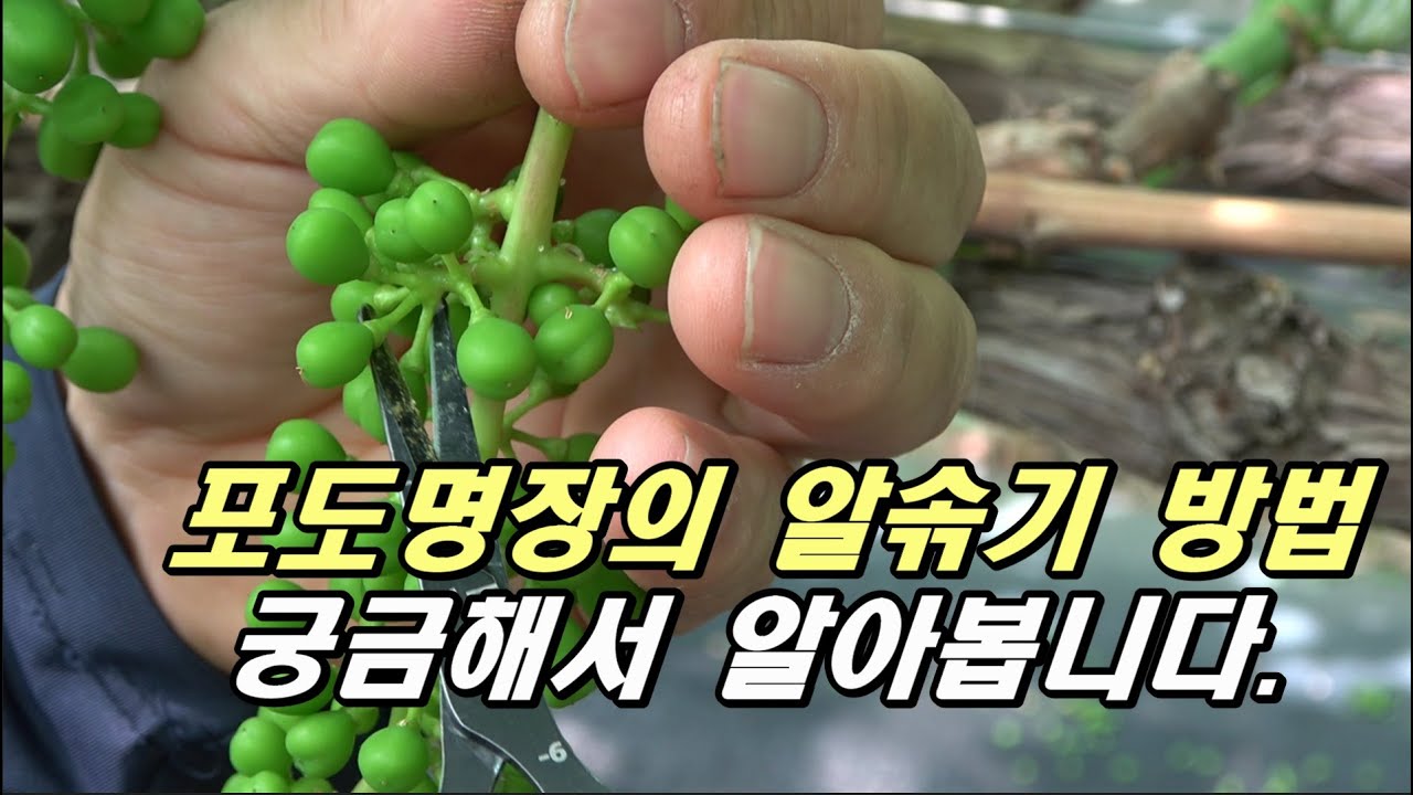 신길호 포도명장의 알솎기 방법 엿볼까요