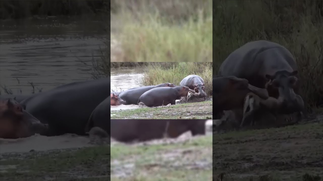 Best Moments of Wild Animals 2022 - New Video 