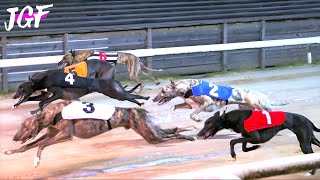 🏁  Champions Greyhound - The Fastest Dogs on the Track  🏁