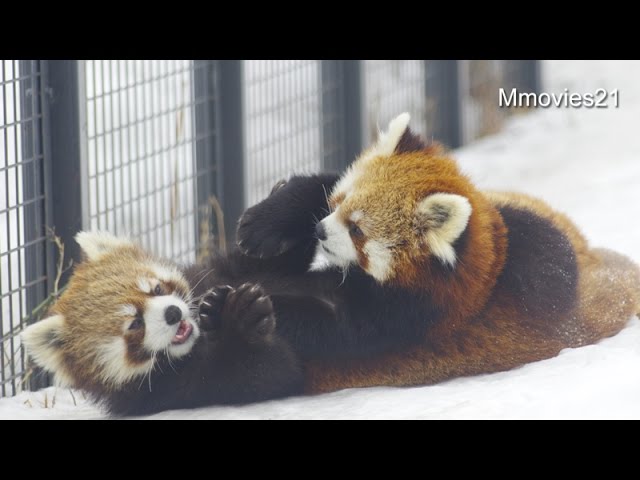 Red Pandas are playing~じゃれ合い中に尻尾を噛むレッサーパンダ