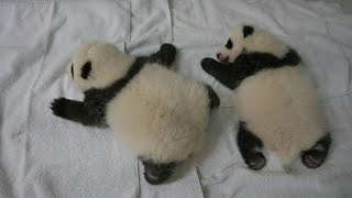 Baby pandas born in France nearly two months old | AFP