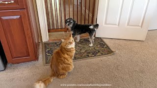 Lazy Great Danes & Happy Cat Chill Out With Aussie Poo Puppy Friend