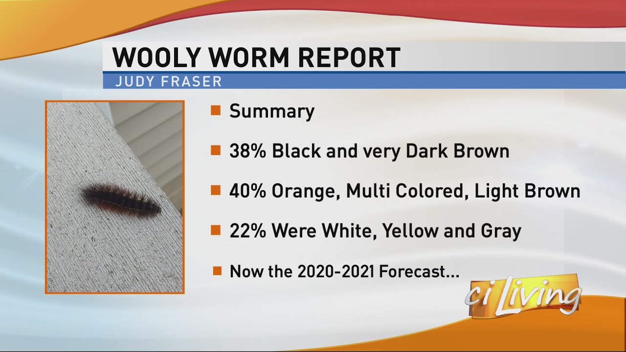 2020-2021 Wooly Worm Forecast - YouTube