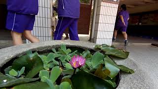 1070426中庭花園的蓮花