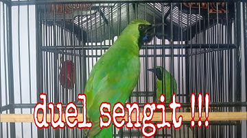DUEL SENGIT CUCAK IJO BANYUWANGI VS KALIMANTAN