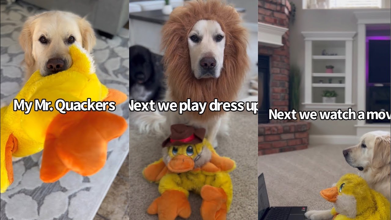 How My Dog Takes Care Of His Favorite Duck Toy YouTube