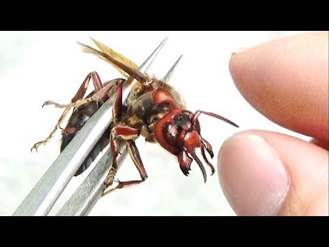 最強の希少種「黒いスズメバチ」に触れたら大変なことになりました