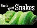 Understanding Shapes and Skills