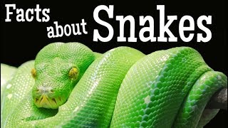 Facts about Snakes for Kids