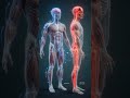 Watch Your Brain Shut Down During a Stroke #Stroke #BrainHealth #HumanAnatomy #MedicalAnimation