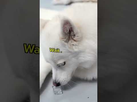 Putting an ice