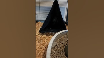 Bubble Climbing Into Her Warm, Cosy Hammock!