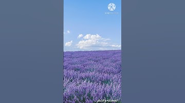 تلاوة هادئه {القارئ عبد الرحمن  مسعد } القران الكريم …💜☁️🤲🏽