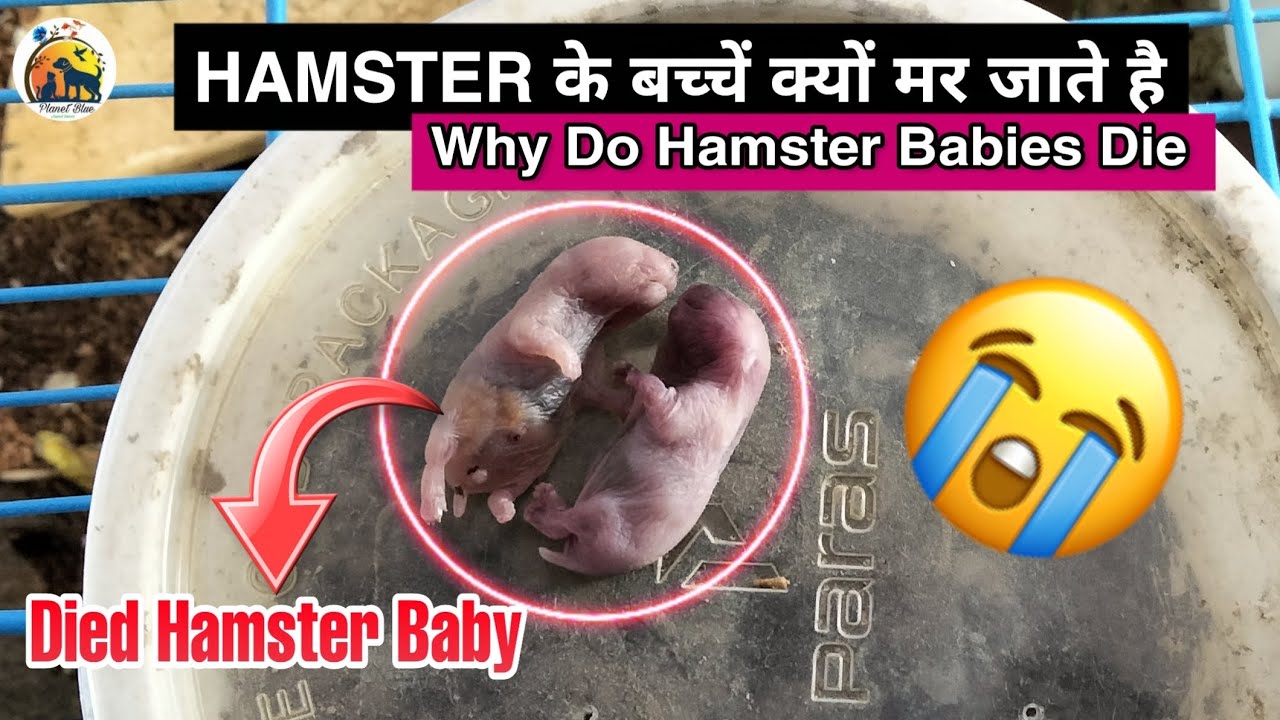 Hamster's Pregnancy Why Do Hamster Babies Die HAMSTER के बच्चें