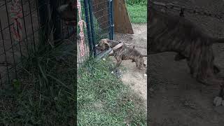 Pup Looking To Play A Little Bit