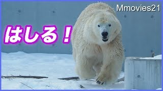 ホッキョクグマが走る！リラのステップに注目　エッグボールで遊ぶデナリ Polar Bear is running on snow