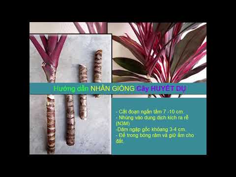 Video: Nhân Giống Cây Huyết Dụ Tại Nhà (48 ảnh): Cách Nhân Giống Cây Bằng Cách Giâm Cành Và Các Phương Pháp Khác? Làm Thế Nào để Bạn đặt Cô ấy? Chăm Sóc Cây Con