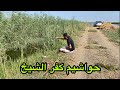 صيد حواشيم البلطي من زواريق كفر الشيخ 