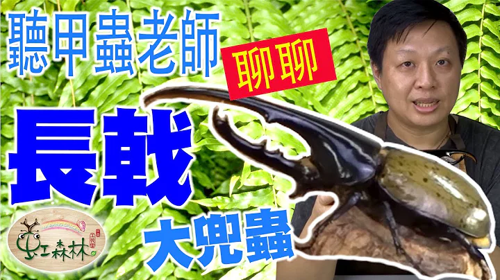来聊聊长戟 饲养长戟幼虫 制作人工蛹室 天然蛹室开天窗 长戟交配 上手长戟 分辨赫克力士和利奇长戟★ 虹森林chentsei甲虫老师 ★ - 天天要闻